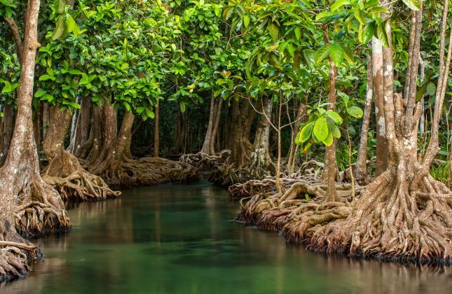 Mangrove,Trees,Along,The,Turquoise,Green,Water,In,The,Stream